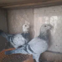 کفتر|پرنده|قائن, |دیوار