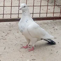 کفتر