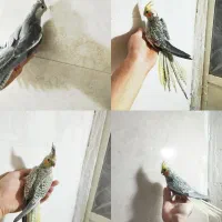 جوجه عروس هلندی دون خور|پرنده|خمین, |دیوار