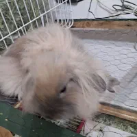 خرگوش لوپ مینیاتوری با تمام وسایل و غذابرای چندماه