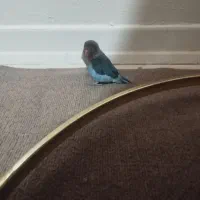 کوتوله برزیلی