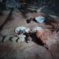 ۳ تا مرغ ب فروش می‌رسد بخاطر کمبود جا با شماره پای