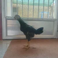 جوجه لاری