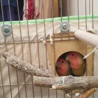 کوتوله برزیلی|پرنده|شیراز, فاضل|دیوار