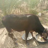 فروشی روستایی چاه دنک