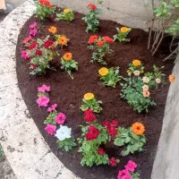 باغبانی سمپاشی تیلرزدن گلکاری کود دهی در تمام نقاط|خدمات باغبانی و درختکاری|مشهد, وکیل‌آباد|دیوار