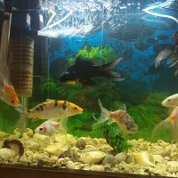 ماهی گلدفیش معاوضه با گوپی