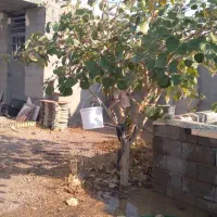 ویلا به متراژ ۲۰۰متر در روستای تخت اناری ..|فروش زمین و ملک کلنگی|گتوند, |دیوار