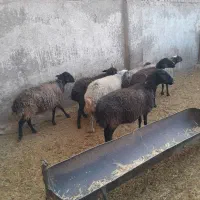 میش آبستن سنگین جوان|حیوانات مزرعه|قنوات, |دیوار