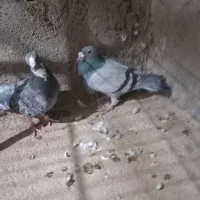 یک جفت سبز پولک پلاکی