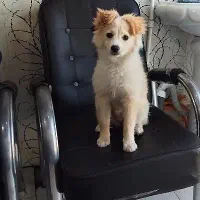 واگذاری توله ۳ماهه