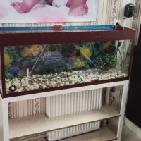 اکواریوم|ماهی|قزوین, |دیوار