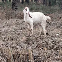 شادگان|حیوانات مزرعه|شادگان, |دیوار