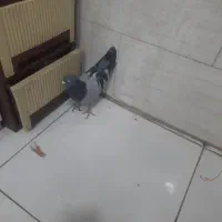سبز  کاغذی نر