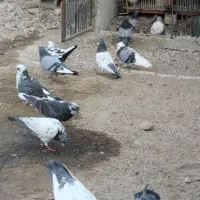 به دلیل تعداد زیاد نر|پرنده|حاجی آباد, |دیوار