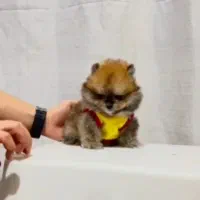 پامر خرسی عروسکی|سگ|رشت, دیانتی|دیوار