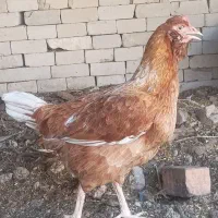 مرغ گلین چهل تاج