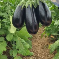 بادمجان لامپی گلخانه ای درجه یک|عمدهفروشی|دهاقان, |دیوار