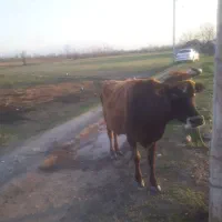 گاو جرسی نژاد شیری        لیشه ورزا