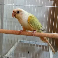 مونچیک ماده جوانه