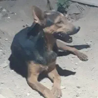 واگذاری سگ نژاد ژرمن دوبرمن