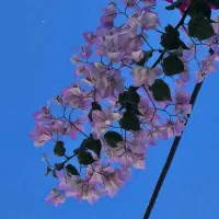 گل کاغذی شکوفه گیلاسی(Cherry Blossom)|گل و گیاه طبیعی|شیراز, شهرک بهشتی|دیوار