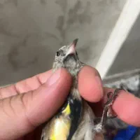 جوجه سهره نشون دار