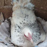 مرغ کرک لاری