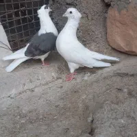 گرده دار|پرنده|چگنی, |دیوار