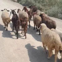 بره گوسفند شادگا ن بز