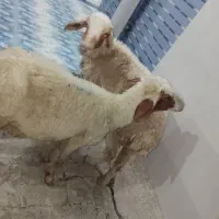 شاور