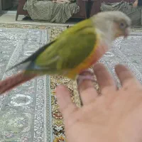 طوطی گیرینچیک|پرنده|مبارکه, |دیوار