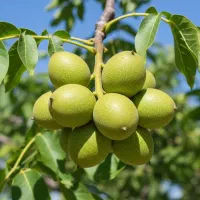 گردو ونک مقاوم به سرما