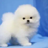 سگ توله پامر . پامرانین خرسی سفید ۷۲ روز|سگ|تهران, ایوانک|دیوار