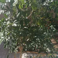 درختچه گل شلفرا