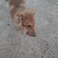 واگذاری سگ  قفقازی و سرابی