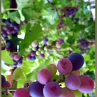 آپارتمان ۱۵۰ متری دو خوابه