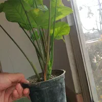 فروش ویژه گل های سینگونیوم|گل و گیاه طبیعی|بجنورد, |دیوار