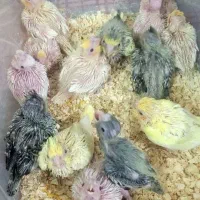 جوجه عروس هلندی سرلاکی و دونخور نژاد سخنگو