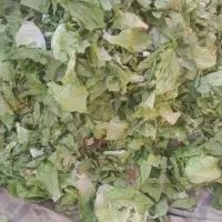 خوراک گاو گوسفند کاهو سبزی