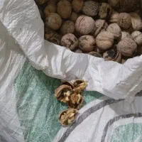 فروش گردوبازفت گردوعالی عمده وخرده