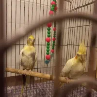 یک جفت عروس هلندی|پرنده|حمیدیا, |دیوار