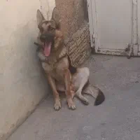 سگ ژرمن|سگ|اهواز, حصیرآباد|دیوار