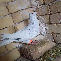 کفتر سار و ساده