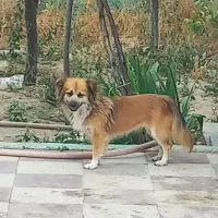 سگ پا کوتاه نژاد دار بازی گوش