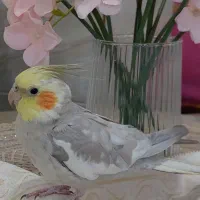 عروس هلندی