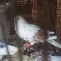 کبوتر فروشی|پرنده|رشت, کوی غلام نیا|دیوار