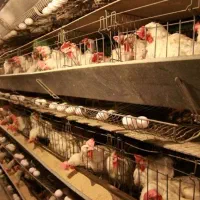 استخدام اتباع مرغداری