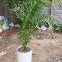 انواع گل آپارتمانی