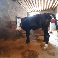 دو عدد گاو ماده